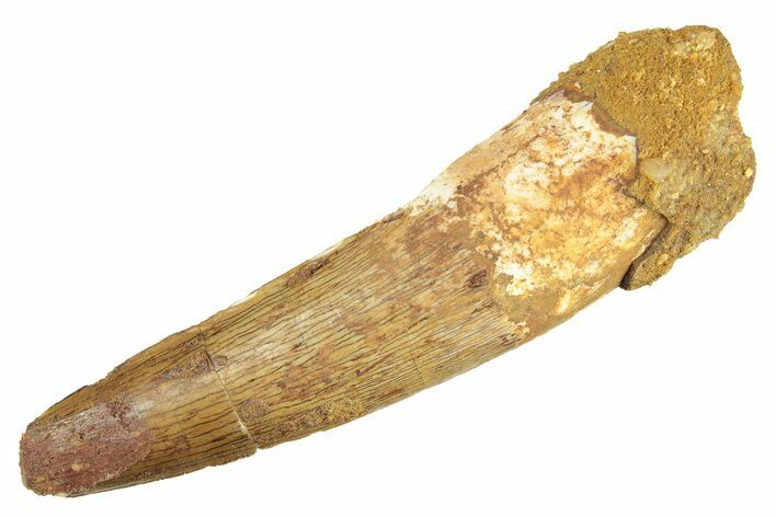 Fossil Spinosaurus Tooth - Real Dinosaur Tooth #266032